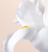 รองพื้นเนื้อแมท DIOR FOREVER—Clean Matte Foundation - Long Wear - No Transfer - Concentrated Floral Skincare— รองพื้นเนื้อแมท ไม่หลุดเลือน ติดทนนานตลอดวัน